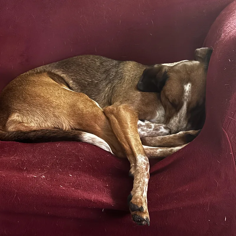 Phoebe Courtesy Listed thumbnail 5