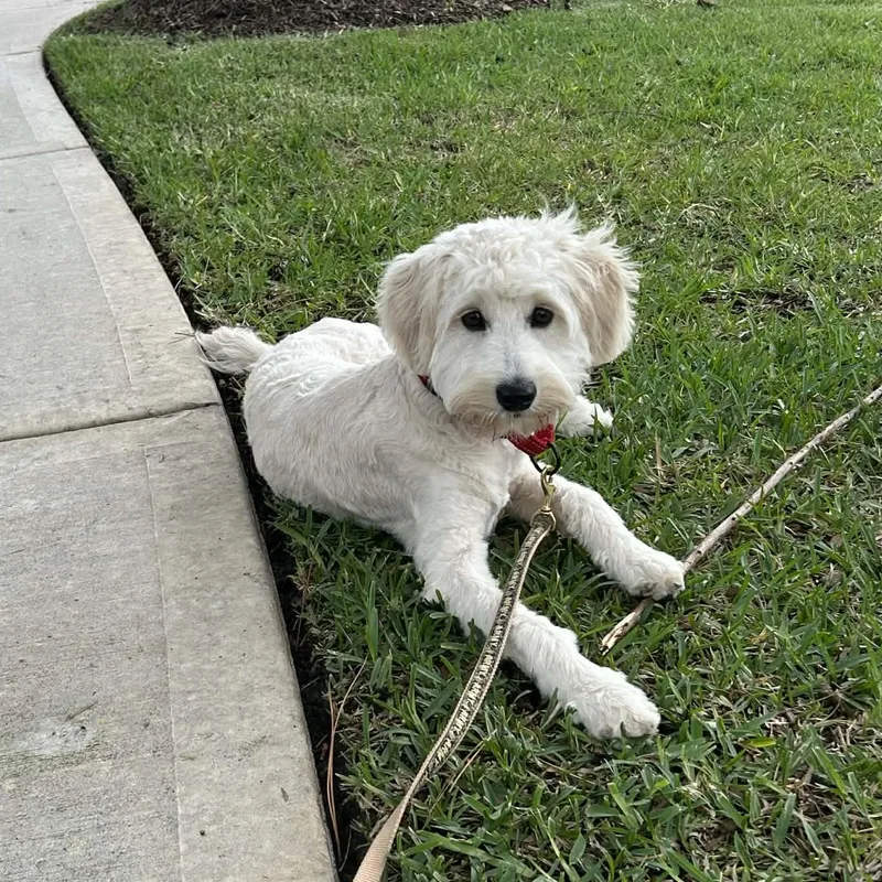 A baby medium-sized male White / Cream Poodle dog named Hank for adoption in Martinez, CA