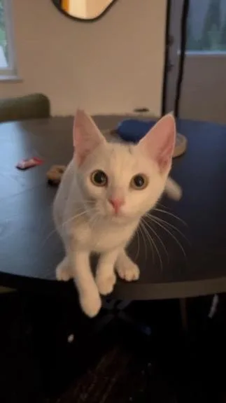A baby medium-sized female White American Shorthair cat named Burrata for adoption in Brooklyn, NY