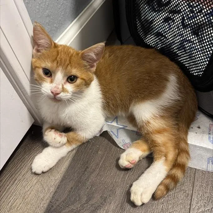 A baby small-sized female Orange / Red Domestic Short Hair cat named Banana Pepper for adoption in Edwardsville, IL