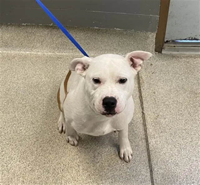 A young medium-sized female American Bulldog dog named Penelope for adoption in Tallahassee, FL