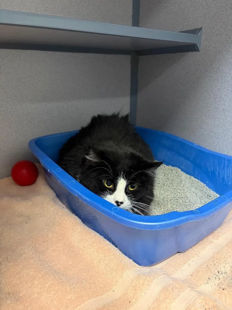 An adult large-sized female Domestic Long Hair cat named Magenta for adoption in Liverpool, NY