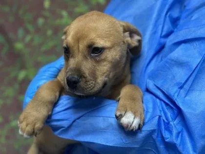 A young small-sized male Labrador Retriever dog named Vanilla Bean for adoption in San Antonio, TX