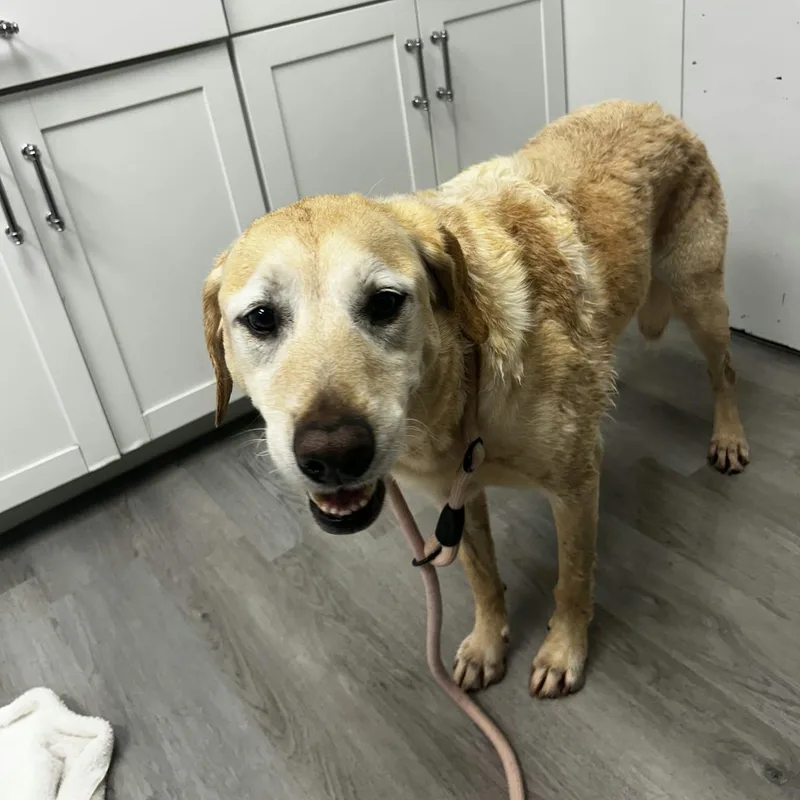 An adult large-sized male Yellow Labrador Retriever dog named Max for adoption in Orange, VA