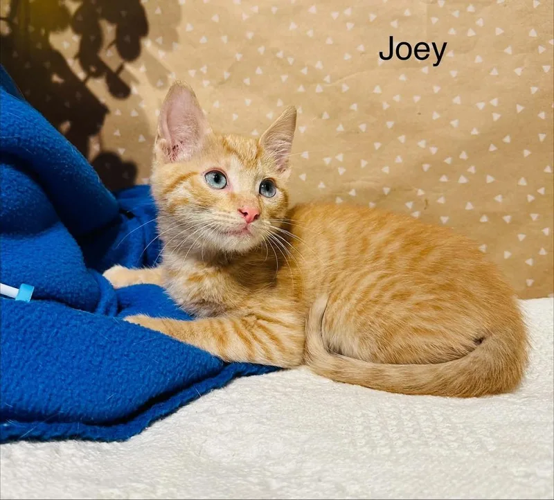 A baby small-sized male Domestic Short Hair cat named Joey for adoption in Groveland, MA