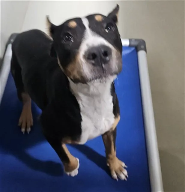 A young medium-sized female Pit Bull Terrier dog named Tulip for adoption in Bakersfield, CA