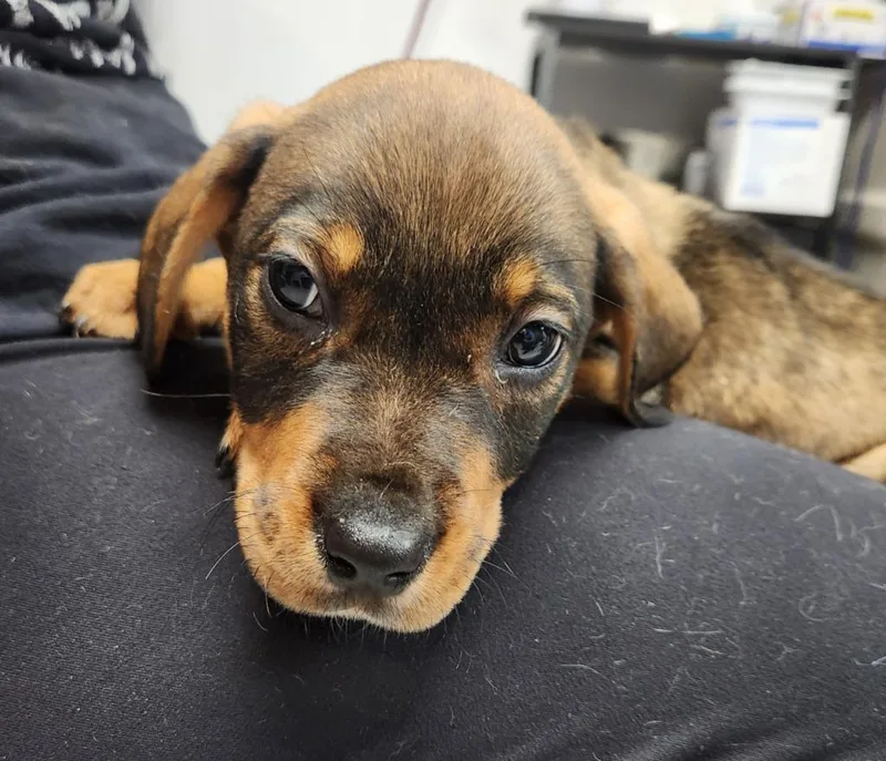 A baby medium-sized male Rottweiler dog named Duke for adoption in Walnutport, PA