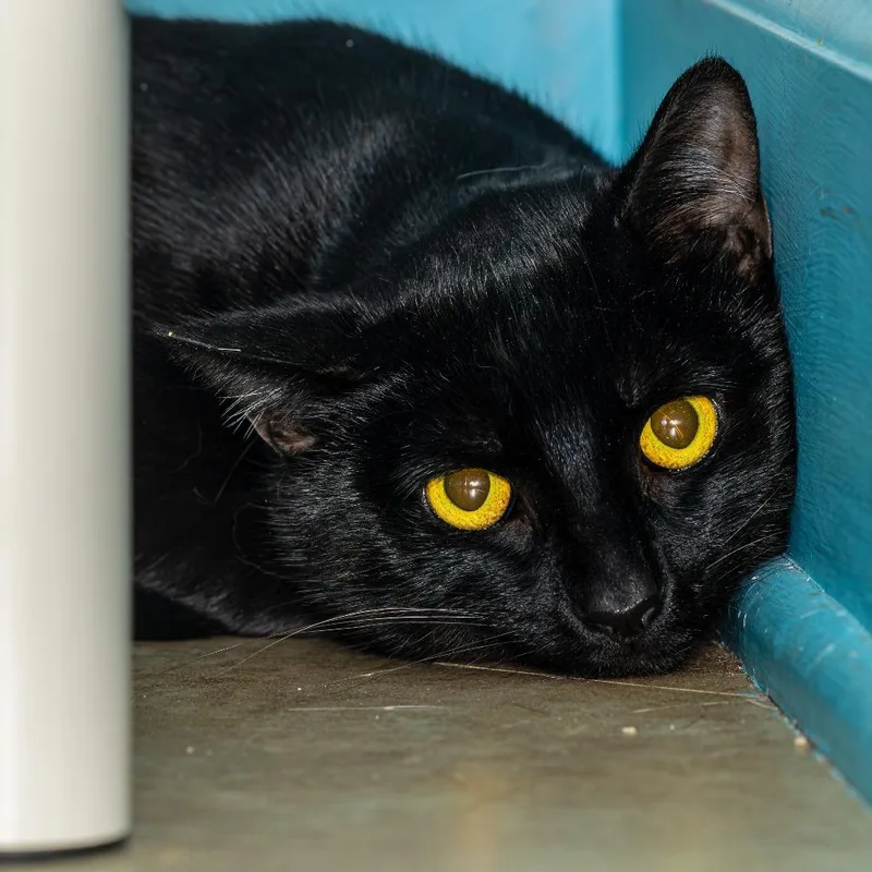 An adult medium-sized male Black Domestic Short Hair cat named Crouton for adoption in Decatur, GA