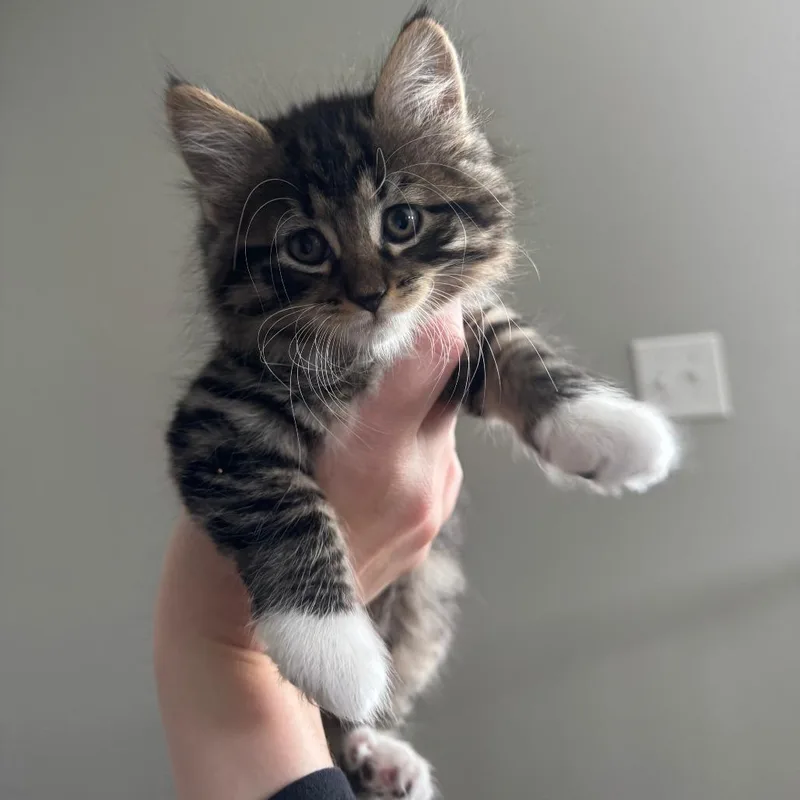 A baby small-sized male Domestic Medium Hair cat named Lion for adoption in Minneapolis, MN