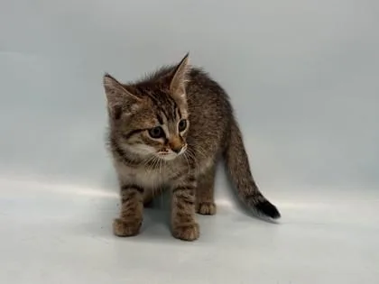 A baby small-sized male Domestic Short Hair cat named Uranus for adoption in Woodbury, MN