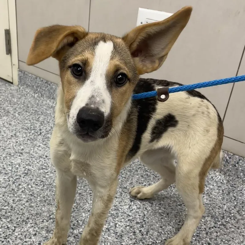 A baby small-sized female Yellow / Tan / Blond / Fawn Mixed Breed dog named Athena for adoption in Chicago, IL