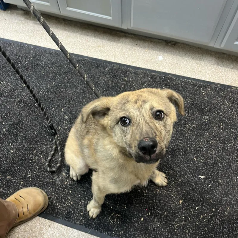 A young medium-sized male Gray / Blue / Silver Terrier dog named Wolfie for adoption in Lewisburg, WV