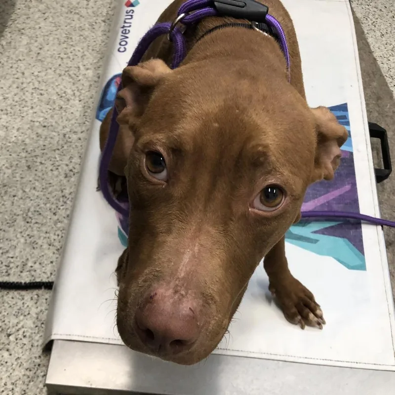 An adult medium-sized female Brown / Chocolate Mixed Breed dog named Giselle for adoption in Oak Park, IL