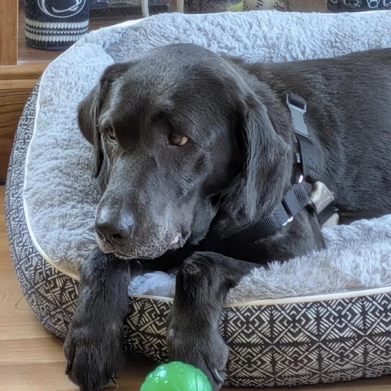 A senior medium-sized female Black Labrador Retriever dog named Rosie for adoption in Hobe Sound, FL