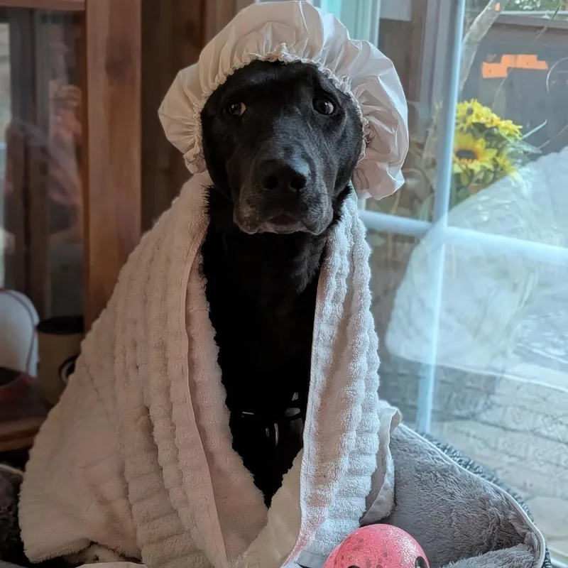 Rosie thumbnail 3