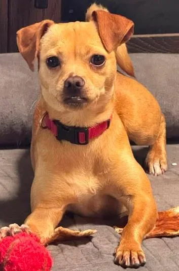 A young small-sized female Chihuahua dog named Rita for adoption in San Antonio, TX