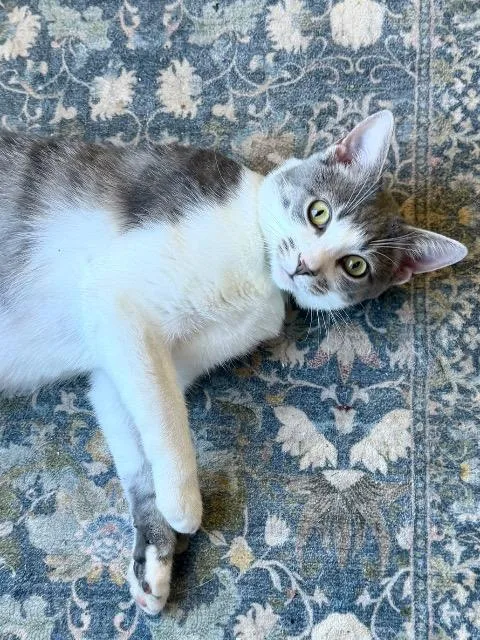 A young medium-sized male Domestic Short Hair cat named Chili Deluxe for adoption in Cincinnati, OH