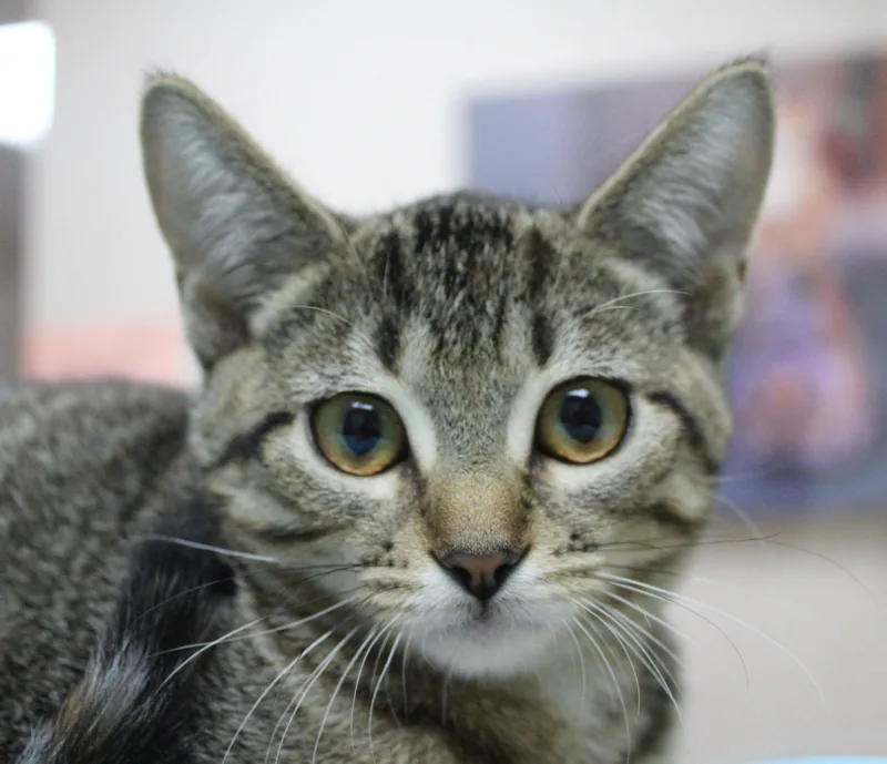 A baby medium-sized female Domestic Short Hair cat named Dew Drop for adoption in Portage, WI