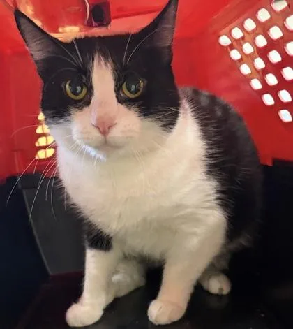 An adult small-sized female Domestic Short Hair cat named Alena for adoption in West Chester, PA