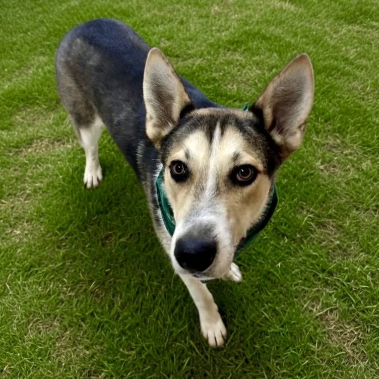 An adult large-sized male Tricolor (Brown, Black, & White) Shepherd dog named Morris for adoption in Pilot Point, TX