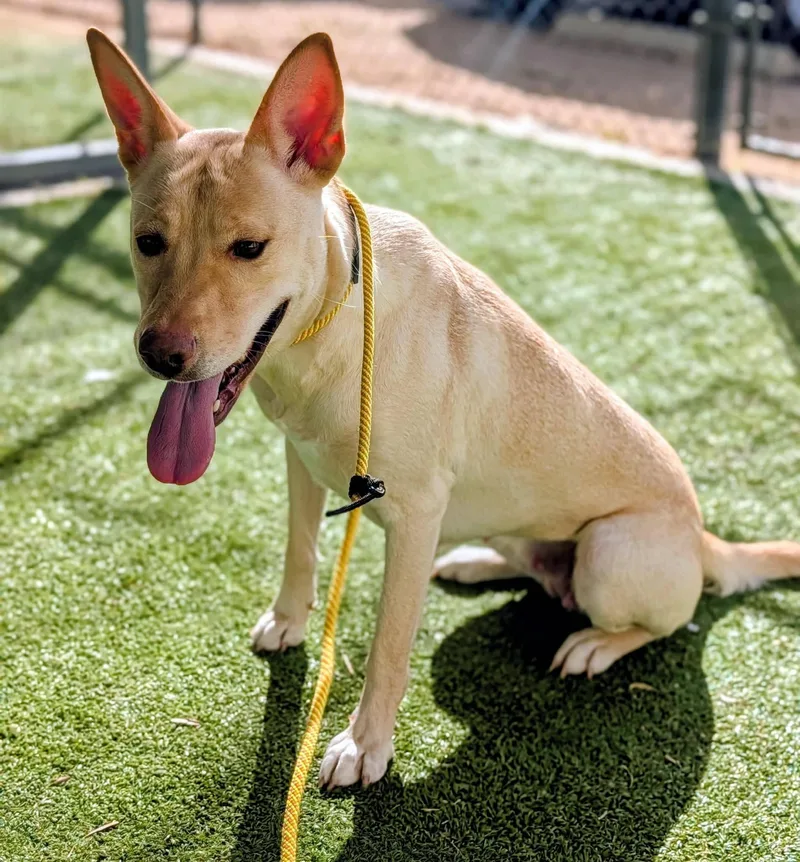 An adult medium-sized female Labrador Retriever dog named 25-290 for adoption in Ridgecrest, CA