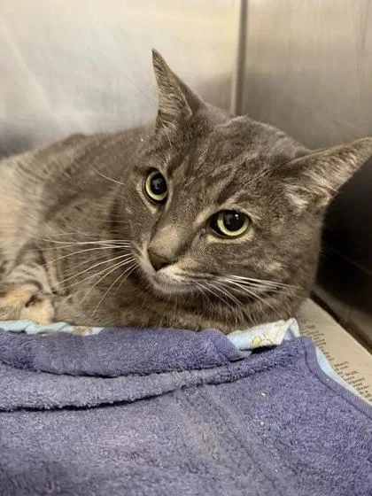 An adult extra large-sized male Domestic Short Hair cat named Gouda for adoption in San Antonio, TX
