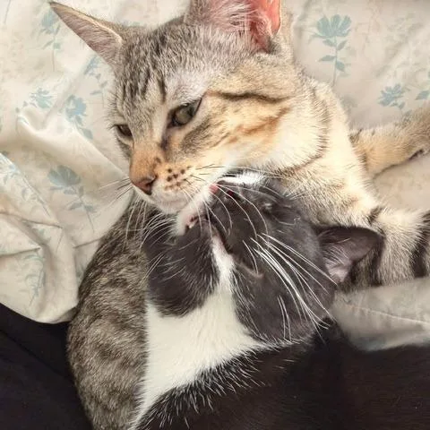 A young medium-sized male Domestic Short Hair cat named Puffin for adoption in Cumming, GA