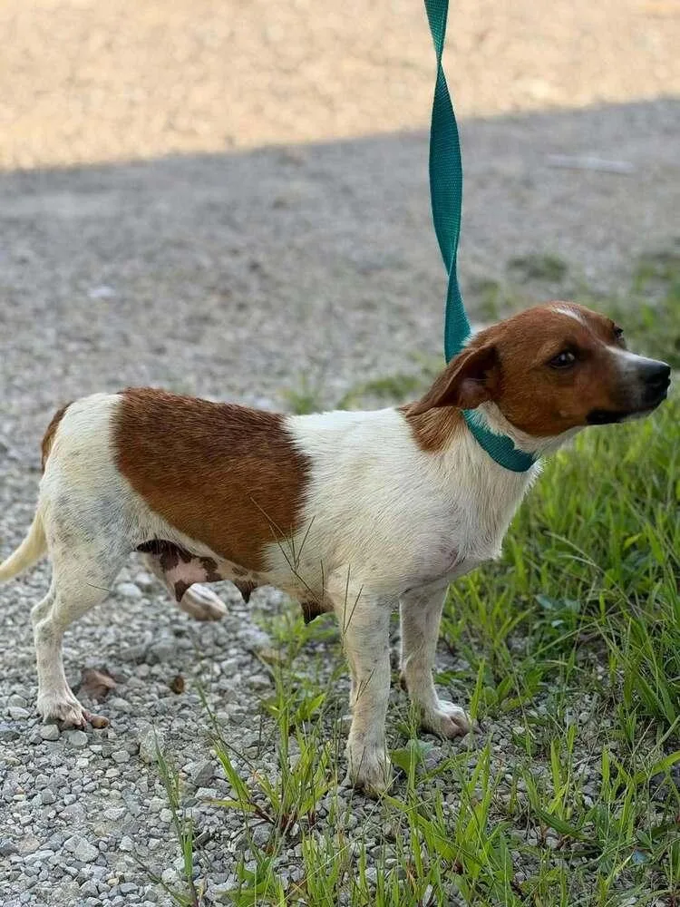 An adult small-sized female Tricolor (Brown, Black, & White) Jack Russell Terrier dog named June Buggy for adoption in Aurora, IN