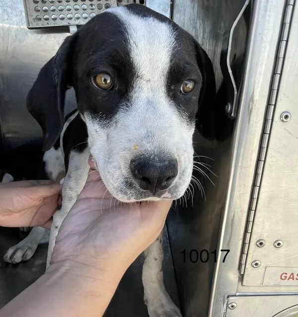 A baby medium-sized male Pit Bull Terrier dog named Gunther for adoption in Victorville, CA