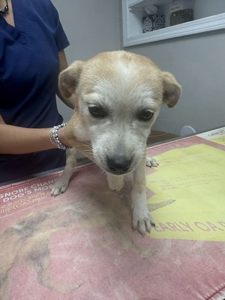 A baby small-sized female Fox Terrier dog named Twig for adoption in Marietta, GA