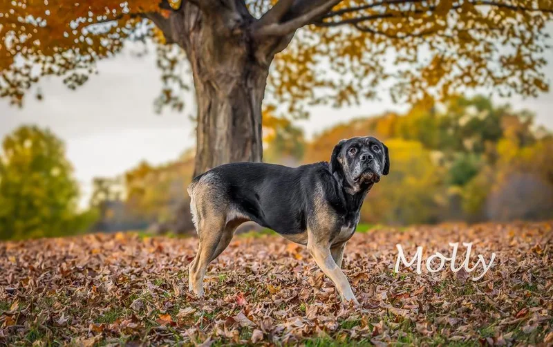 Molly Weasley thumbnail 2