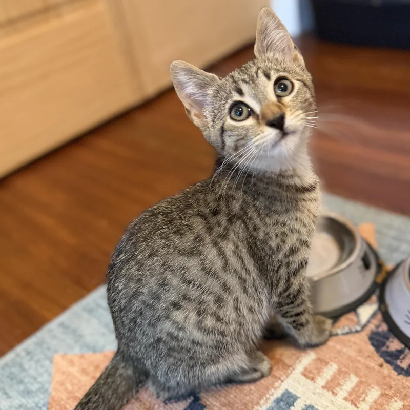 A baby medium-sized male Tabby (Brown / Chocolate) Domestic Short Hair cat named Leo II for adoption in Roanoke, VA