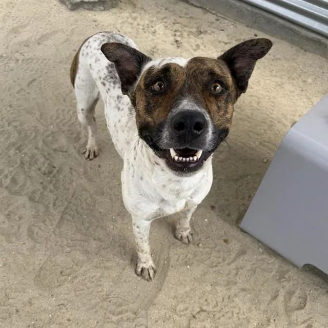 An adult medium-sized male Pointer dog named Rigo for adoption in Thousand Palms, CA