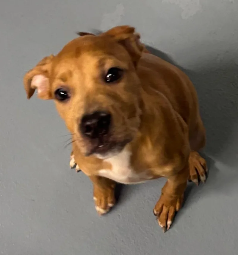 A baby small-sized female Mixed Breed dog named Morris for adoption in Cartersville , GA