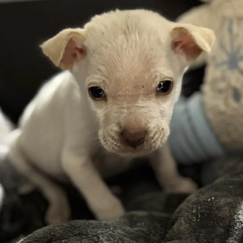 A baby small-sized male White / Cream Mixed Breed dog named Ozempic for adoption in Buffalo, MN