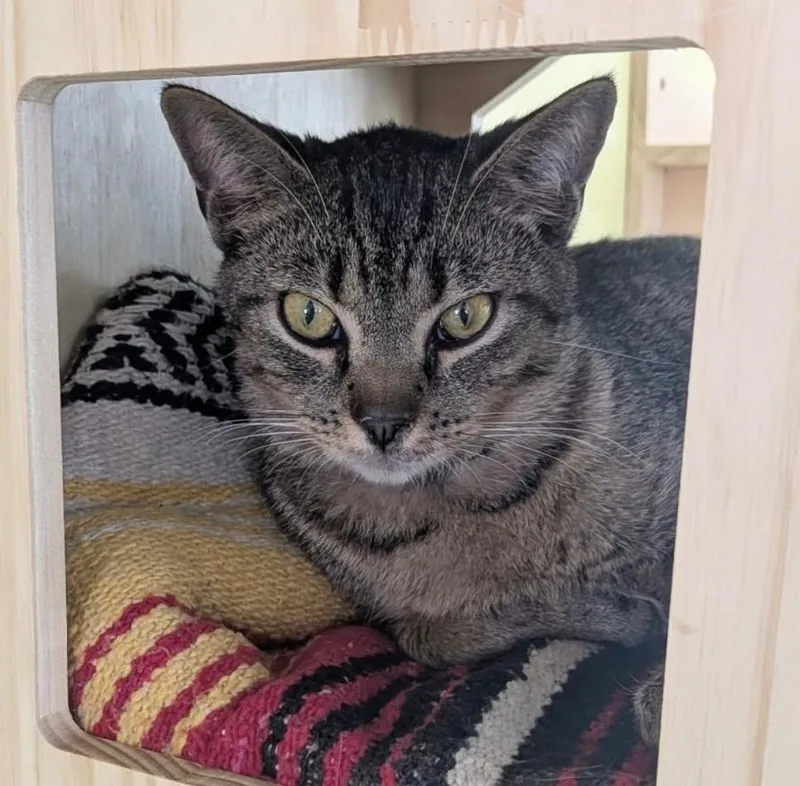 A baby small-sized male Domestic Short Hair cat named Big John for adoption in Gorham, ME
