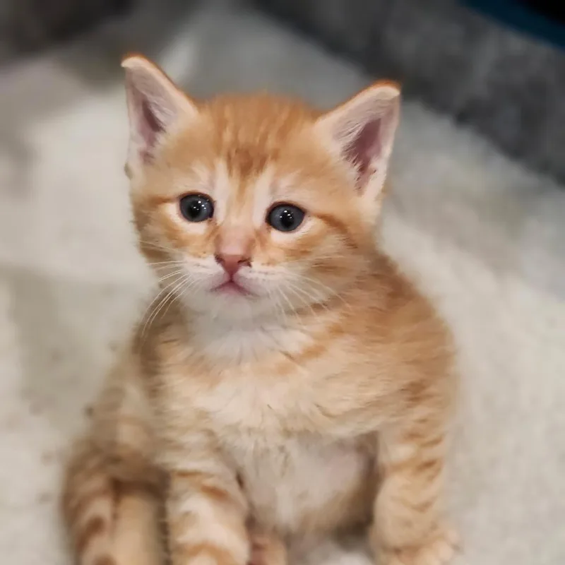 A baby small-sized male Orange / Red Domestic Short Hair cat named Jelly for adoption in Bel Air, MD