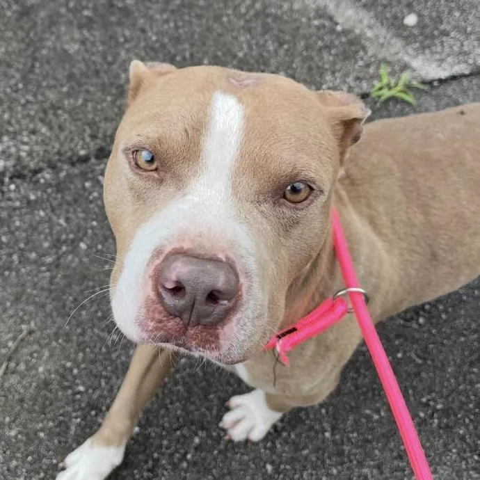 An adult small-sized male Yellow / Tan / Blond / Fawn Mixed Breed dog named Ringo for adoption in Jeffersonville, IN