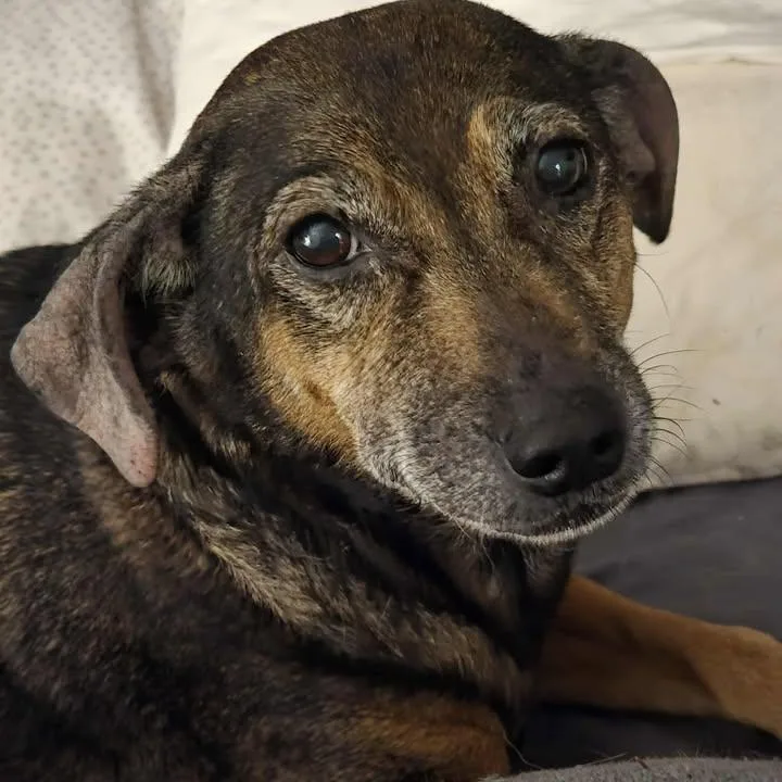 Dobby And Bailey thumbnail 2