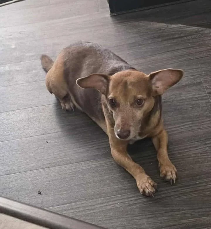 Dobby And Bailey thumbnail 3