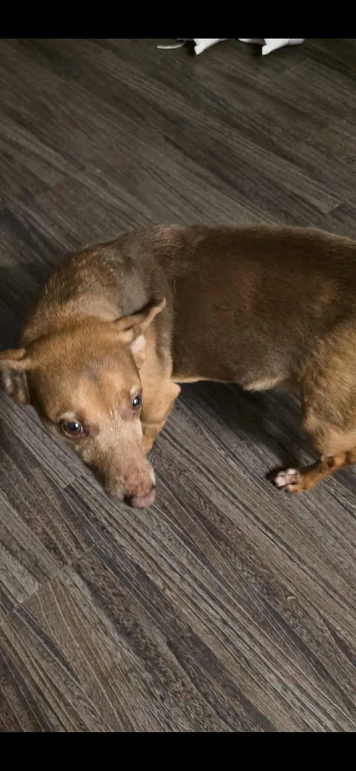 Dobby And Bailey thumbnail 4