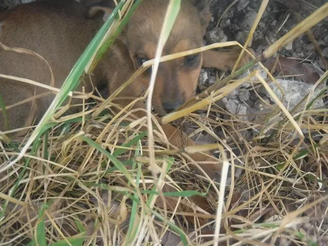 A baby small-sized female Terrier dog named Amy for adoption in Miami, FL