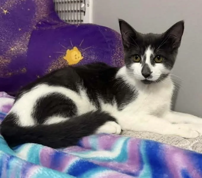 A baby medium-sized female Gray & White Domestic Short Hair cat named McNugget for adoption in Breinigsville, PA