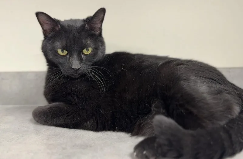 An adult medium-sized female Black Domestic Short Hair cat named Nibblet for adoption in Bemidji, MN