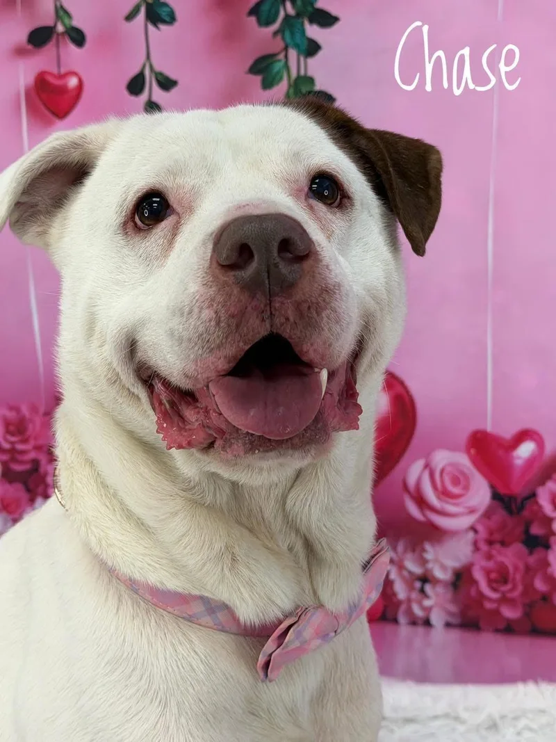 An adult medium-sized male White / Cream Mixed Breed dog named Chase for adoption in Flint, MI