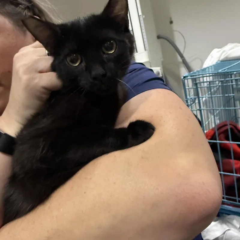 A baby medium-sized male Black Burmese cat named Tag! for adoption in Las Vegas, NV