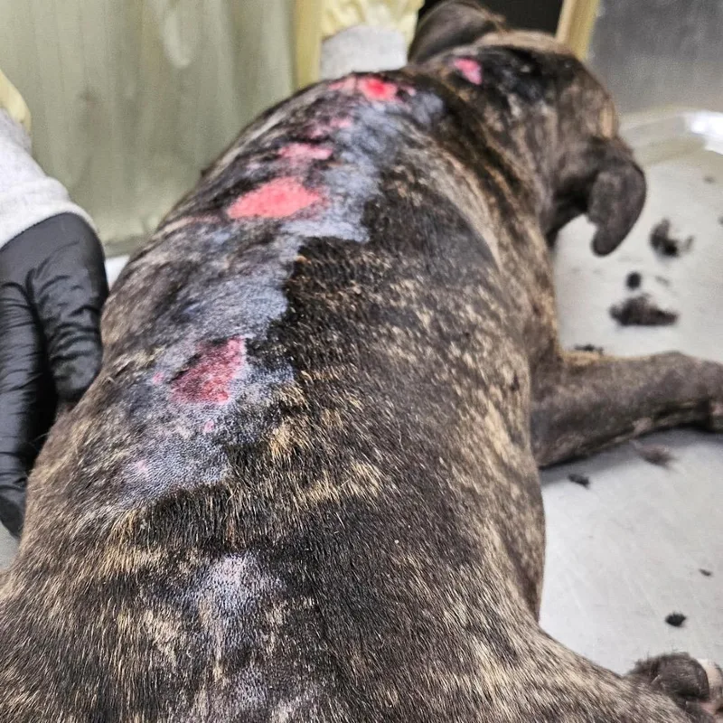A baby medium-sized female Brindle Mixed Breed dog named Porkchop for adoption in Winston-Salem, NC