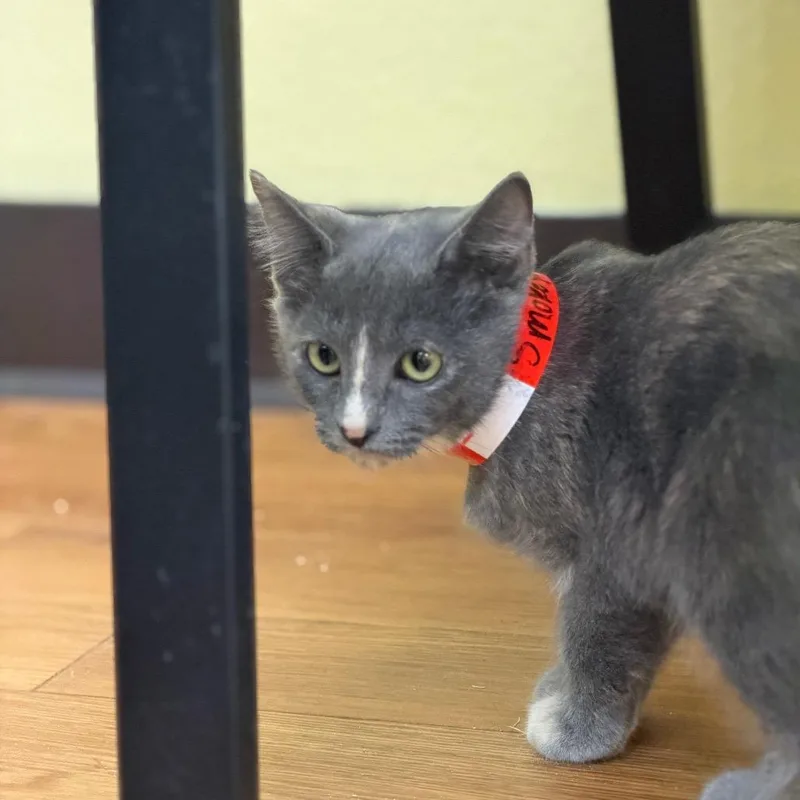 A baby small-sized female Tortoiseshell Domestic Short Hair cat named Smokey for adoption in Las Vegas, NV