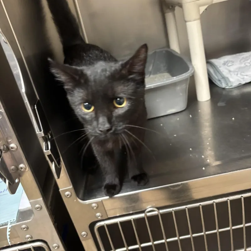 A young medium-sized male Black Domestic Short Hair cat named Vega for adoption in Triadelphia, WV