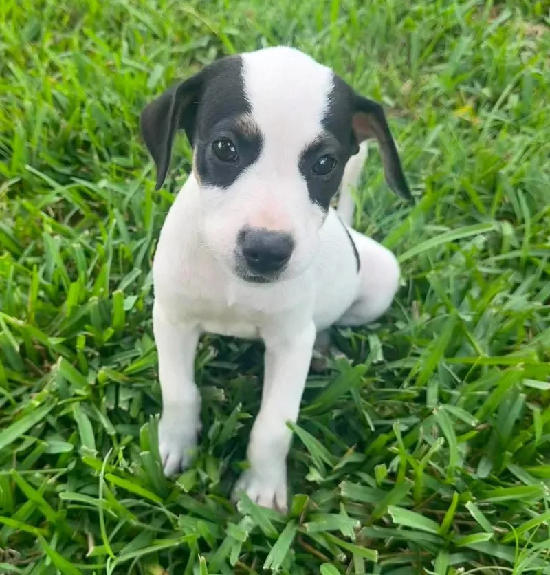 A baby small-sized female Rat Terrier dog named Madi for adoption in Lutz, FL